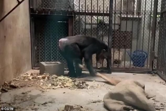 Tinh tinh biết dùng xà phòng giặt quần áo cho nhân viên vườn thú - 4 Tinh tinh biết dùng xà phòng giặt quần áo cho nhân viên vườn thú - 4