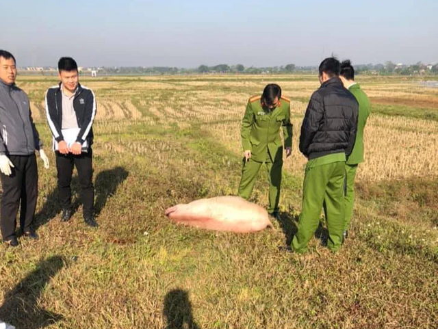 Bị công an truy đuổi, kẻ trộm nghi bỏ lợn chạy lấy người - 1 Bị công an truy đuổi, kẻ trộm nghi bỏ lợn chạy lấy người - 1