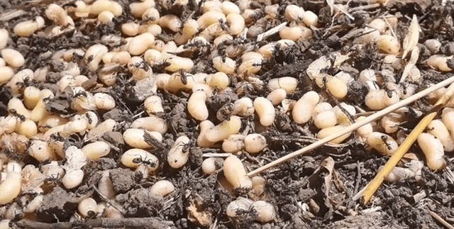 Mỏ vàng dưới rễ cây, lấy về bán hơn 2 triệu đồng/kg thành món... ngon quên sầu - 1 Mỏ vàng dưới rễ cây, lấy về bán hơn 2 triệu đồng/kg thành món... ngon quên sầu - 1