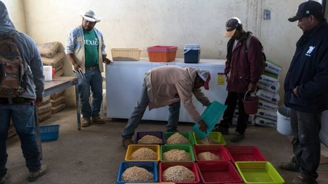 Mỏ vàng dưới rễ cây, lấy về bán hơn 2 triệu đồng/kg thành món... ngon quên sầu - 10 Mỏ vàng dưới rễ cây, lấy về bán hơn 2 triệu đồng/kg thành món... ngon quên sầu - 10