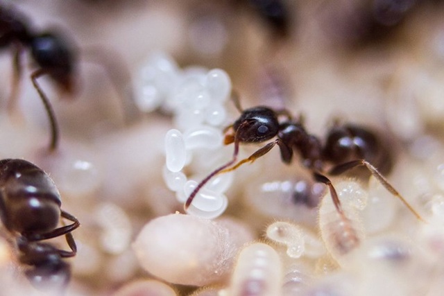 Mỏ vàng dưới rễ cây, lấy về bán hơn 2 triệu đồng/kg thành món... ngon quên sầu - 4 Mỏ vàng dưới rễ cây, lấy về bán hơn 2 triệu đồng/kg thành món... ngon quên sầu - 4