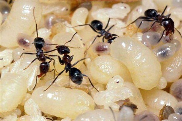 Mỏ vàng dưới rễ cây, lấy về bán hơn 2 triệu đồng/kg thành món... ngon quên sầu - 8 Mỏ vàng dưới rễ cây, lấy về bán hơn 2 triệu đồng/kg thành món... ngon quên sầu - 8