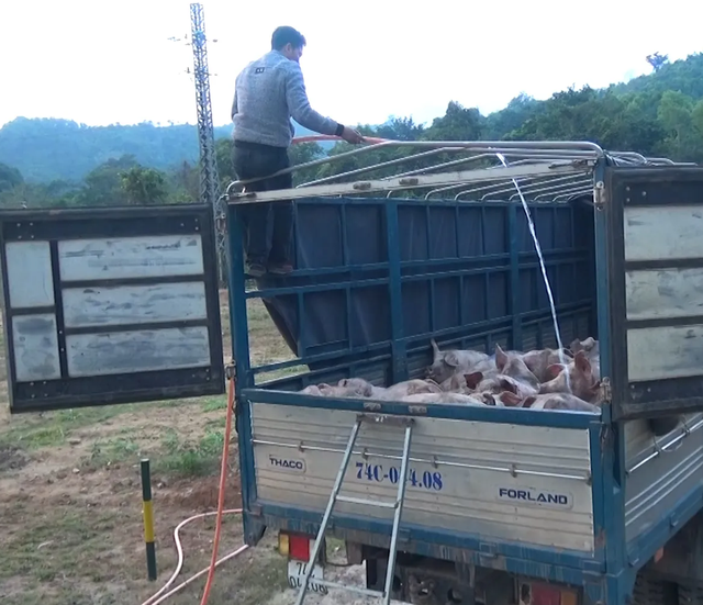 Bắt hơn 3,5 tấn lợn nhập lậu từ Lào vào nội địa, giữa căng thẳng dịch tả châu Phi - 1 Bắt hơn 3,5 tấn lợn nhập lậu từ Lào vào nội địa, giữa căng thẳng dịch tả châu Phi - 1