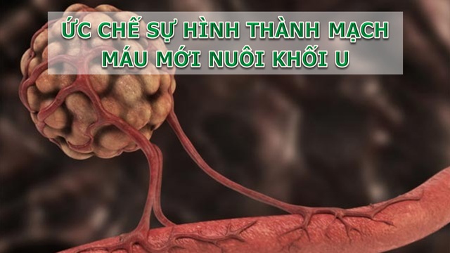 Giải pháp phòng, chống ung thư từ gốc hoàn toàn tự nhiên - 4 Giải pháp phòng, chống ung thư từ gốc hoàn toàn tự nhiên - 4