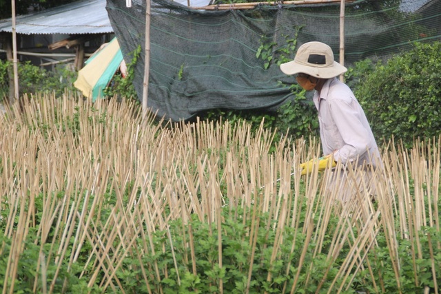 Bình Định: Cúc Tết bất ngờ đổ bệnh, chết yểu, dân “méo mặt” - 1 Bình Định: Cúc Tết bất ngờ đổ bệnh, chết yểu, dân “méo mặt” - 1