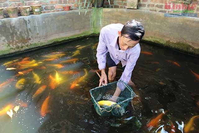 Chuyện ông Câu làm giàu từ cá Koi - 1 Chuyện ông Câu làm giàu từ cá Koi - 1