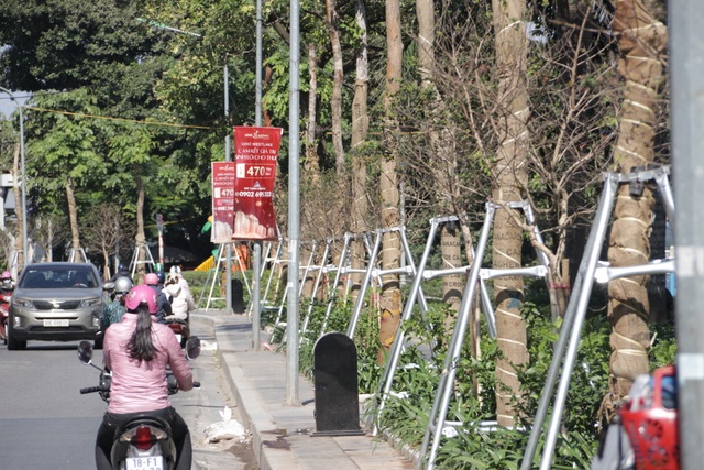 Hà Nội: Diện mạo mới của phố Trích Sài sau khi đánh chuyển 96 cây hoa sữa - 6 Hà Nội: Diện mạo mới của phố Trích Sài sau khi đánh chuyển 96 cây hoa sữa - 6