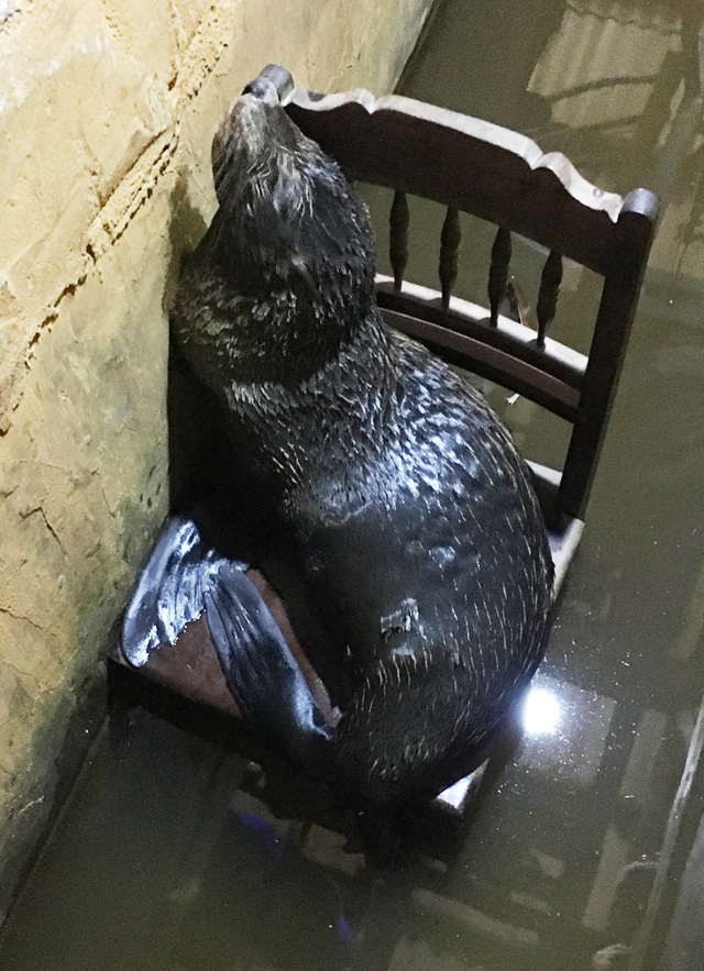 Ngư dân cứu cá thể hải cẩu dạt vào bờ biển - 1 Ngư dân cứu cá thể hải cẩu dạt vào bờ biển - 1