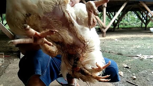 Gà 4 chân hiếm gặp được trả giá hơn 80 triệu đồng - 2 Gà 4 chân hiếm gặp được trả giá hơn 80 triệu đồng - 2