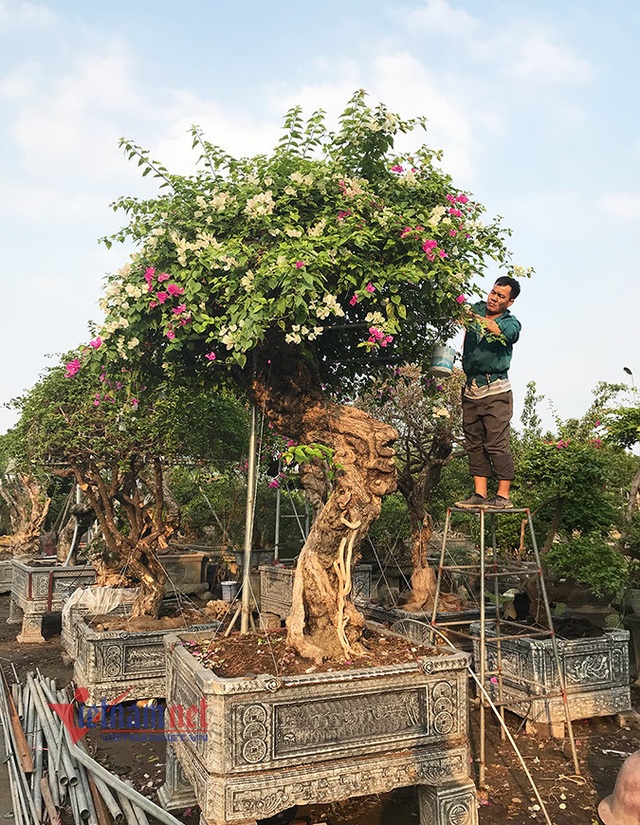 600 triệu đồng một gốc hoa giấy ngũ sắc, đại gia xuống tiền chơi Tết - 12