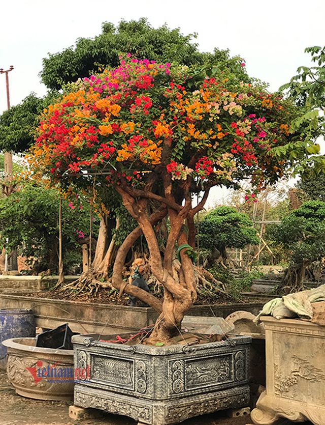 600 triệu đồng một gốc hoa giấy ngũ sắc, đại gia xuống tiền chơi Tết - 7 600 triệu đồng một gốc hoa giấy ngũ sắc, đại gia xuống tiền chơi Tết - 7