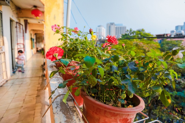 Dân Thủ đô cải tạo ban công nhà cũ thành các khu vườn treo lãng mạn - 7 Dân Thủ đô cải tạo ban công nhà cũ thành các khu vườn treo lãng mạn - 7