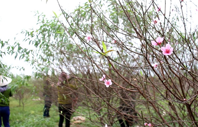 Hà Tĩnh: Tuốt lá đào ngày cuối năm kiếm tiền triệu - 8 Hà Tĩnh: Tuốt lá đào ngày cuối năm kiếm tiền triệu - 8