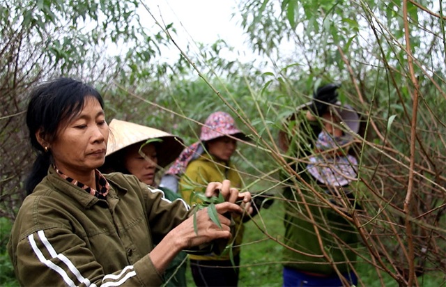 Hà Tĩnh: Tuốt lá đào ngày cuối năm kiếm tiền triệu - 4 Hà Tĩnh: Tuốt lá đào ngày cuối năm kiếm tiền triệu - 4
