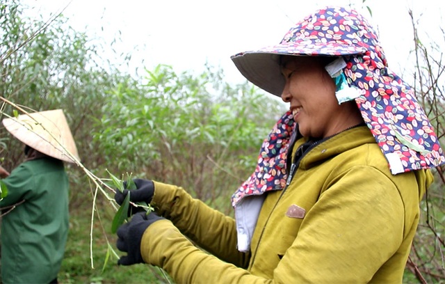 Hà Tĩnh: Tuốt lá đào ngày cuối năm kiếm tiền triệu - 7 Hà Tĩnh: Tuốt lá đào ngày cuối năm kiếm tiền triệu - 7