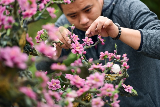 Hà Nội: Chi nửa tỷ đồng vẫn chưa mua được cây đào làm bằng đá quý - 2 Hà Nội: Chi nửa tỷ đồng vẫn chưa mua được cây đào làm bằng đá quý - 2