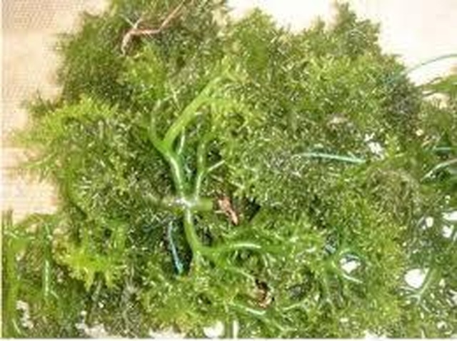 Sử dụng Ích Giáp Vương hỗ trợ điều trị nhược giáp hiệu quả ra sao? - 3 Sử dụng Ích Giáp Vương hỗ trợ điều trị nhược giáp hiệu quả ra sao? - 3