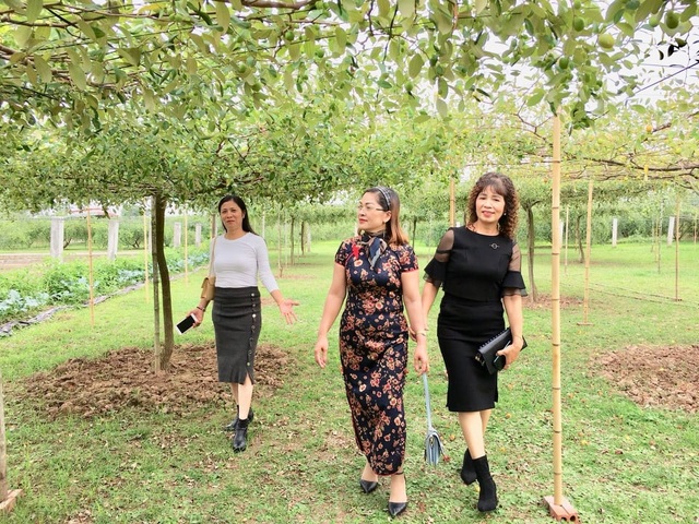Đồ Sơn: Biến táo dại thành táo lai, quả sai như nho, thu 60 tỷ đồng/năm - 3 Đồ Sơn: Biến táo dại thành táo lai, quả sai như nho, thu 60 tỷ đồng/năm - 3