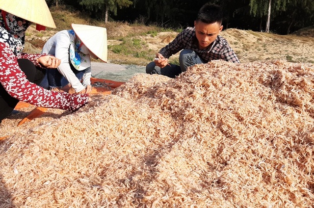 Ngư dân xứ Thanh trúng đậm lộc biển những ngày cuối năm - 15 Ngư dân xứ Thanh trúng đậm lộc biển những ngày cuối năm - 15