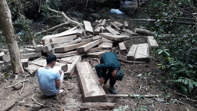 Núp bóng lấy gỗ làm nhà, lâm tặc mở “công trường khai thác gỗ tại Kon Tum! - 2 Núp bóng lấy gỗ làm nhà, lâm tặc mở “công trường khai thác gỗ tại Kon Tum! - 2