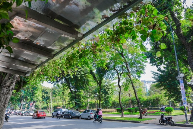 Người Hà Nội thích thú với những “khu vườn treo” ấn tượng trên nóc trạm chờ xe buýt - 11 Người Hà Nội thích thú với những “khu vườn treo” ấn tượng trên nóc trạm chờ xe buýt - 11