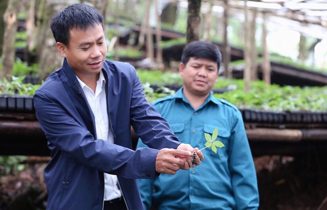 Độc đáo “Quốc bảo” sâm Ngọc Linh và dấu ấn văn hóa người Xơ Đăng - 2 Độc đáo “Quốc bảo” sâm Ngọc Linh và dấu ấn văn hóa người Xơ Đăng - 2