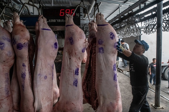 Trung Quốc lao đao vì “cơn bão” dịch tả lợn - Ảnh minh hoạ 2
