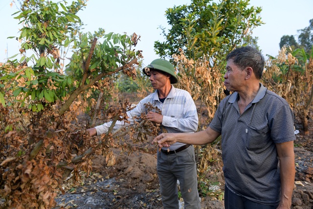 Nông dân Hưng Yên khóc hết nước mắt, nhìn vườn cây ăn quả bị đốt trụi - 10 Nông dân Hưng Yên khóc hết nước mắt, nhìn vườn cây ăn quả bị đốt trụi - 10