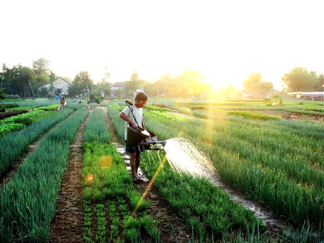 Hội An khai trương điểm tham quan làng rau hơn 400 tuổi vào đầu năm mới - 1