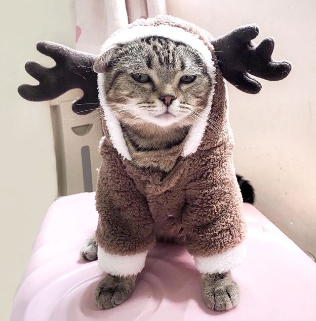 Chủ nhân rút hầu bao, chi đậm sắm đồ Noel cho thú cưng - 3 Chủ nhân rút hầu bao, chi đậm sắm đồ Noel cho thú cưng - 3