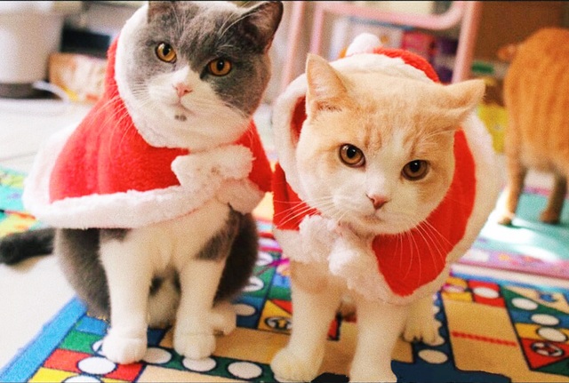 Chủ nhân rút hầu bao, chi đậm sắm đồ Noel cho thú cưng - 4 Chủ nhân rút hầu bao, chi đậm sắm đồ Noel cho thú cưng - 4