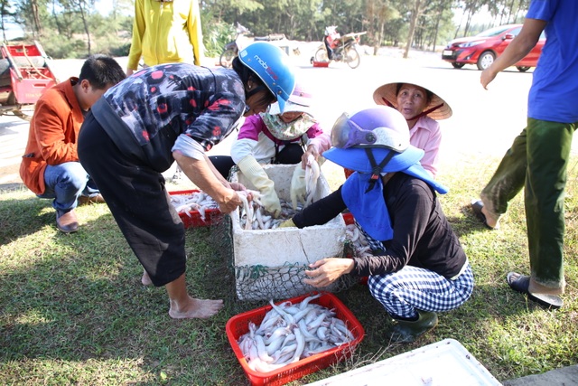 Ngư dân kiếm tiền triệu từ cá khoai những ngày cuối năm - 5 Ngư dân kiếm tiền triệu từ cá khoai những ngày cuối năm - 5