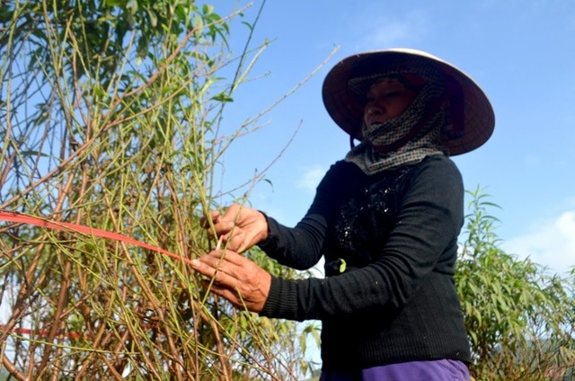 Người trồng đào tuốt lá, tỉa cành … thấp thỏm “ngóng” thời tiết - 8 Người trồng đào tuốt lá, tỉa cành … thấp thỏm “ngóng” thời tiết - 8