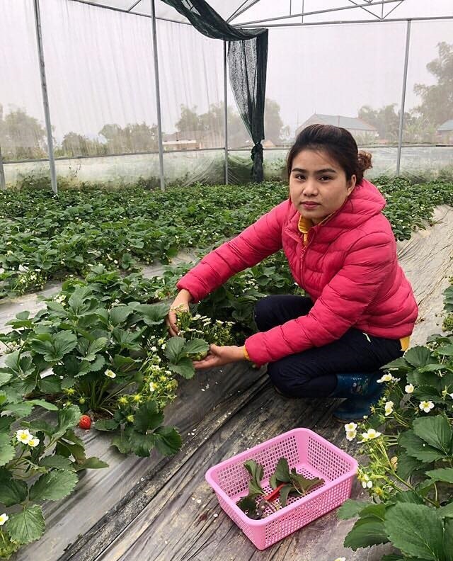Nữ Thạc sĩ 9X người Tày trồng dâu tây, hoa hồng cho doanh thu 2 tỷ đồng/năm - 2 Nữ Thạc sĩ 9X người Tày trồng dâu tây, hoa hồng cho doanh thu 2 tỷ đồng/năm - 2