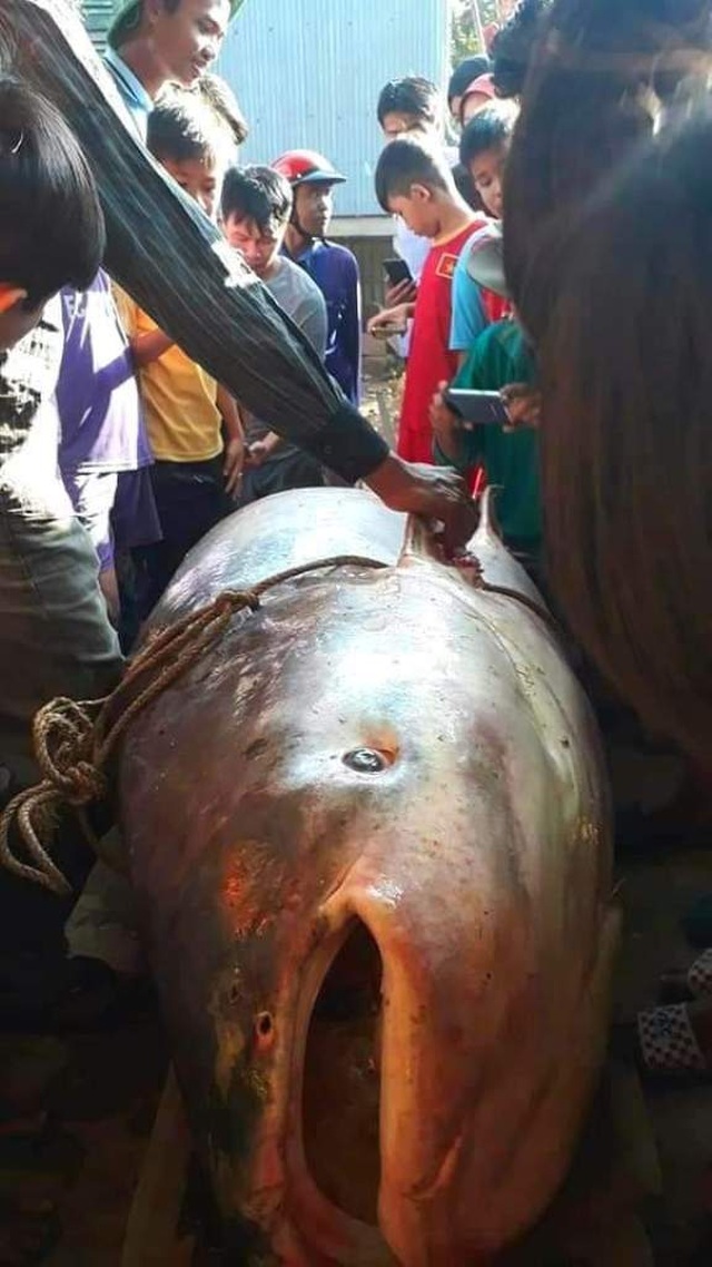 Nông dân An Giang bắt được cá quý 230kg, bán 46 triệu đồng - 1 Nông dân An Giang bắt được cá quý 230kg, bán 46 triệu đồng - 1