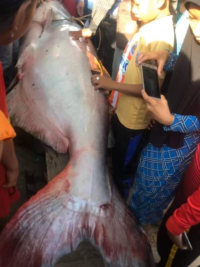 Nông dân An Giang bắt được cá quý 230kg, bán 46 triệu đồng - 3 Nông dân An Giang bắt được cá quý 230kg, bán 46 triệu đồng - 3