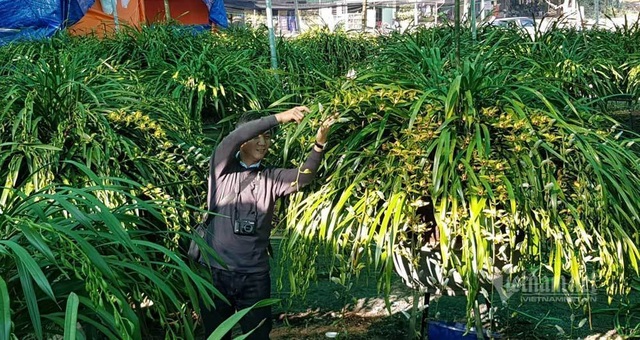 Đại gia Hà thành chi 2 tỷ đồng mua lan Trần Mộng siêu hiếm chơi Tết - 2 Đại gia Hà thành chi 2 tỷ đồng mua lan Trần Mộng siêu hiếm chơi Tết - 2