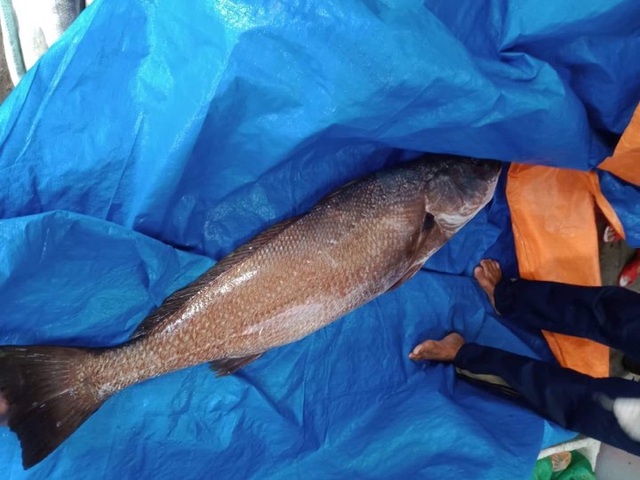 Ngư dân Quảng Nam câu được cá nghi sủ vàng quý hiếm nặng hơn 10kg Ngư dân Quảng Nam câu được cá nghi sủ vàng quý hiếm nặng hơn 10kg