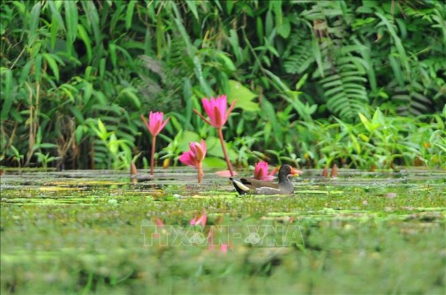 Mùa chim di trú trên đầm Vân Long, Ninh Bình - 2 Mùa chim di trú trên đầm Vân Long, Ninh Bình - 2