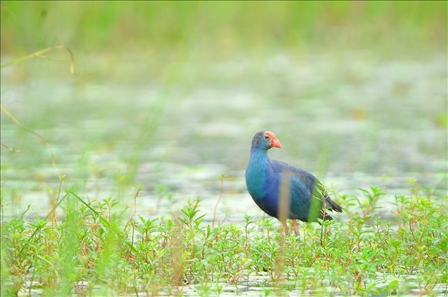 Mùa chim di trú trên đầm Vân Long, Ninh Bình - 4 Mùa chim di trú trên đầm Vân Long, Ninh Bình - 4