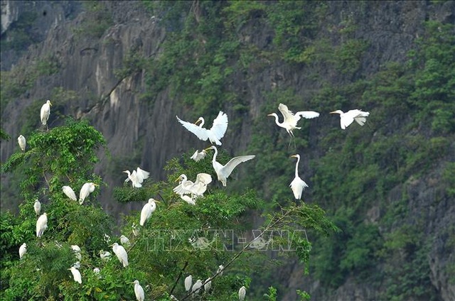 Mùa chim di trú trên đầm Vân Long, Ninh Bình - 6 Mùa chim di trú trên đầm Vân Long, Ninh Bình - 6