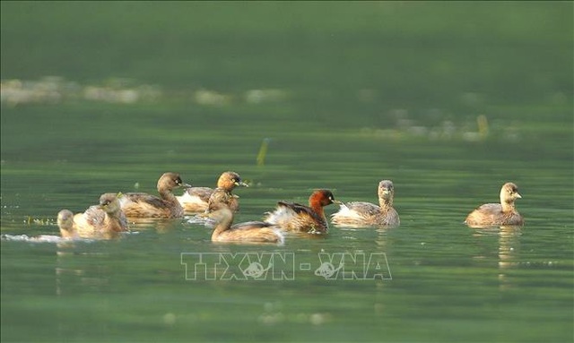 Mùa chim di trú trên đầm Vân Long, Ninh Bình - 7 Mùa chim di trú trên đầm Vân Long, Ninh Bình - 7
