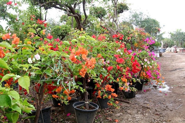 Rực rỡ loài hoa giấy ngũ sắc nhiều đại gia săn tìm chơi Tết - 9 Rực rỡ loài hoa giấy ngũ sắc nhiều đại gia săn tìm chơi Tết - 9