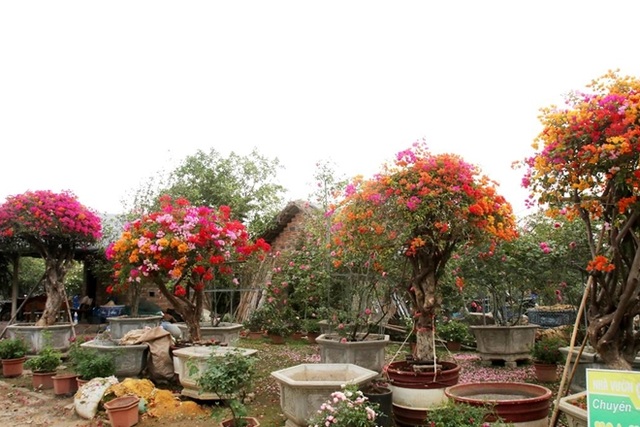 Rực rỡ loài hoa giấy ngũ sắc nhiều đại gia săn tìm chơi Tết - 2 Rực rỡ loài hoa giấy ngũ sắc nhiều đại gia săn tìm chơi Tết - 2