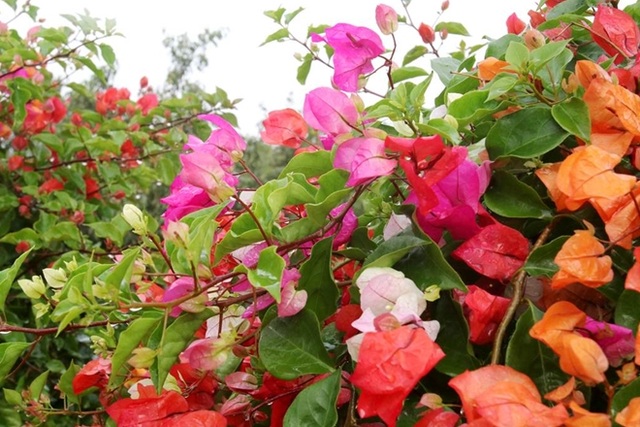 Rực rỡ loài hoa giấy ngũ sắc nhiều đại gia săn tìm chơi Tết - 4 Rực rỡ loài hoa giấy ngũ sắc nhiều đại gia săn tìm chơi Tết - 4