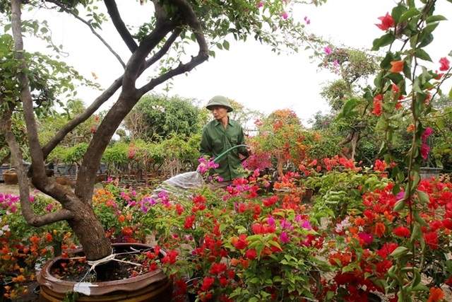 Rực rỡ loài hoa giấy ngũ sắc nhiều đại gia săn tìm chơi Tết - 5 Rực rỡ loài hoa giấy ngũ sắc nhiều đại gia săn tìm chơi Tết - 5