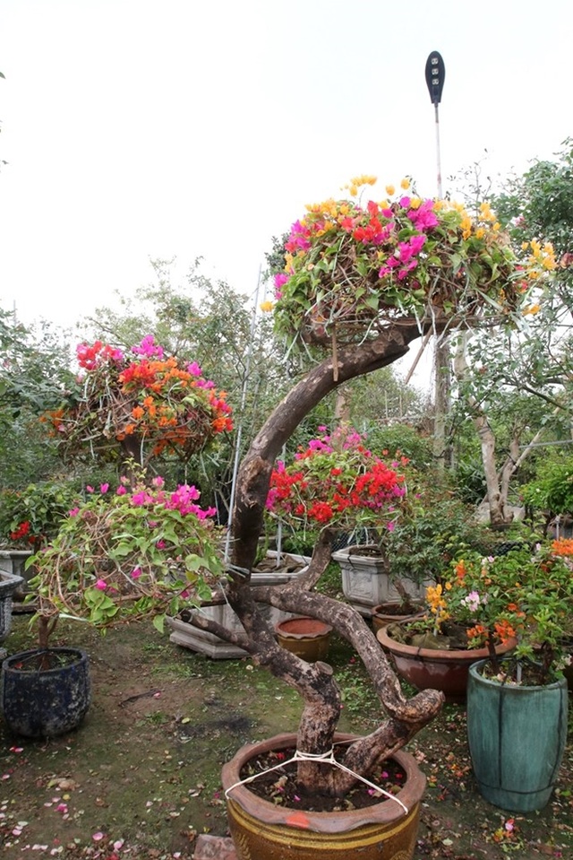 Rực rỡ loài hoa giấy ngũ sắc nhiều đại gia săn tìm chơi Tết - 8 Rực rỡ loài hoa giấy ngũ sắc nhiều đại gia săn tìm chơi Tết - 8