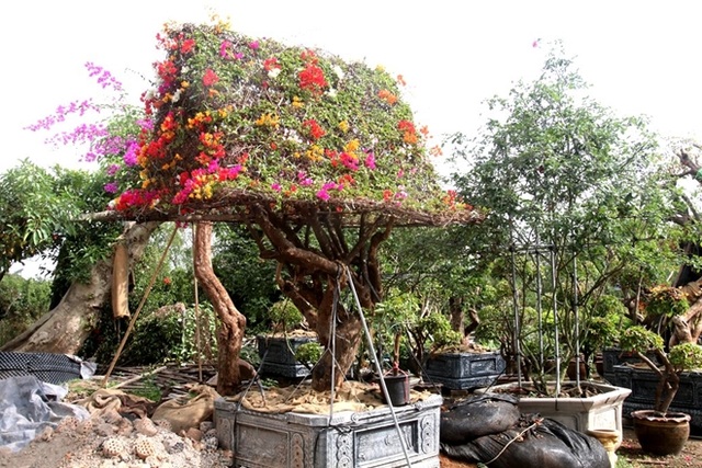 Rực rỡ loài hoa giấy ngũ sắc nhiều đại gia săn tìm chơi Tết - 7 Rực rỡ loài hoa giấy ngũ sắc nhiều đại gia săn tìm chơi Tết - 7