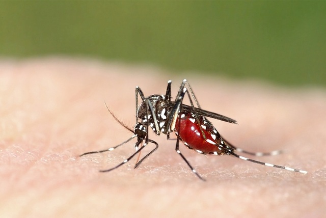 Việt Nam loại trừ bệnh sốt rét tại 25 tỉnh thành - 1