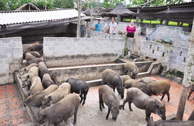 Giữa lúc giá lợn leo thang, nuôi lợn rừng bán 1 con lãi 1 chỉ vàng - 2 Giữa lúc giá lợn leo thang, nuôi lợn rừng bán 1 con lãi 1 chỉ vàng - 2